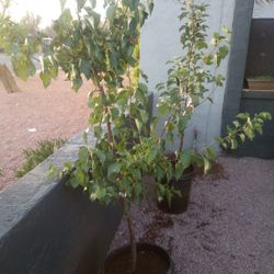 15 Gallon Apricot Tree 