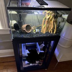 10 Gallon Fish Tank Setup 