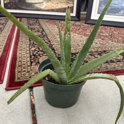 Aloe Vera Plant 