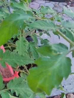 Organic Tomato Plants with flowers in a pot