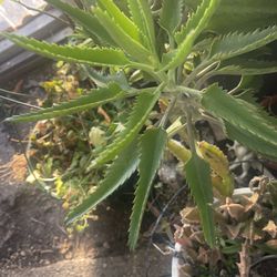 Kalanchoe Mother Of thousand Plant