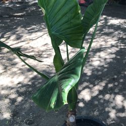 Planta Grande
