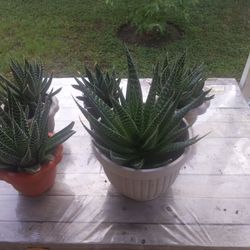 Aloe De Encaje - Planta Antorcha. De 4- 5- Y 7 Dólares.