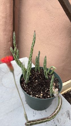 Succulent plant