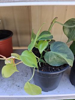 Brazil Pothos