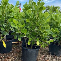 Clusia 7 Gal Plants For Hedges