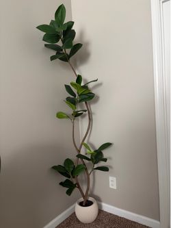 Plant
