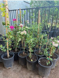 Guvanbilias In 5G $30 Each Price Firm