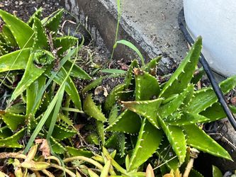 Aloe