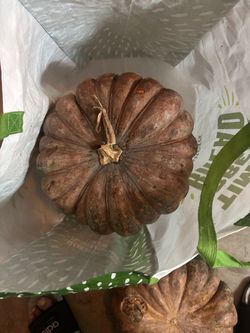 Squash kalabasa Pumpkin