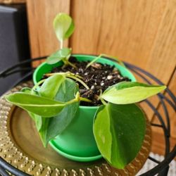 Philodendron Brasil (Green Pot-C)