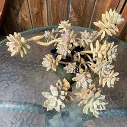 Qhost Plant. Succulent