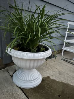 Flowers in new  large  durable  plastic pot!
