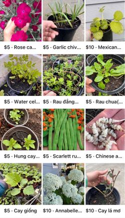 Plant starts (cây giống)