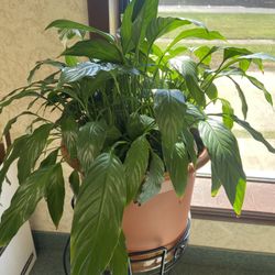 Peace Lily Plant With Stand 