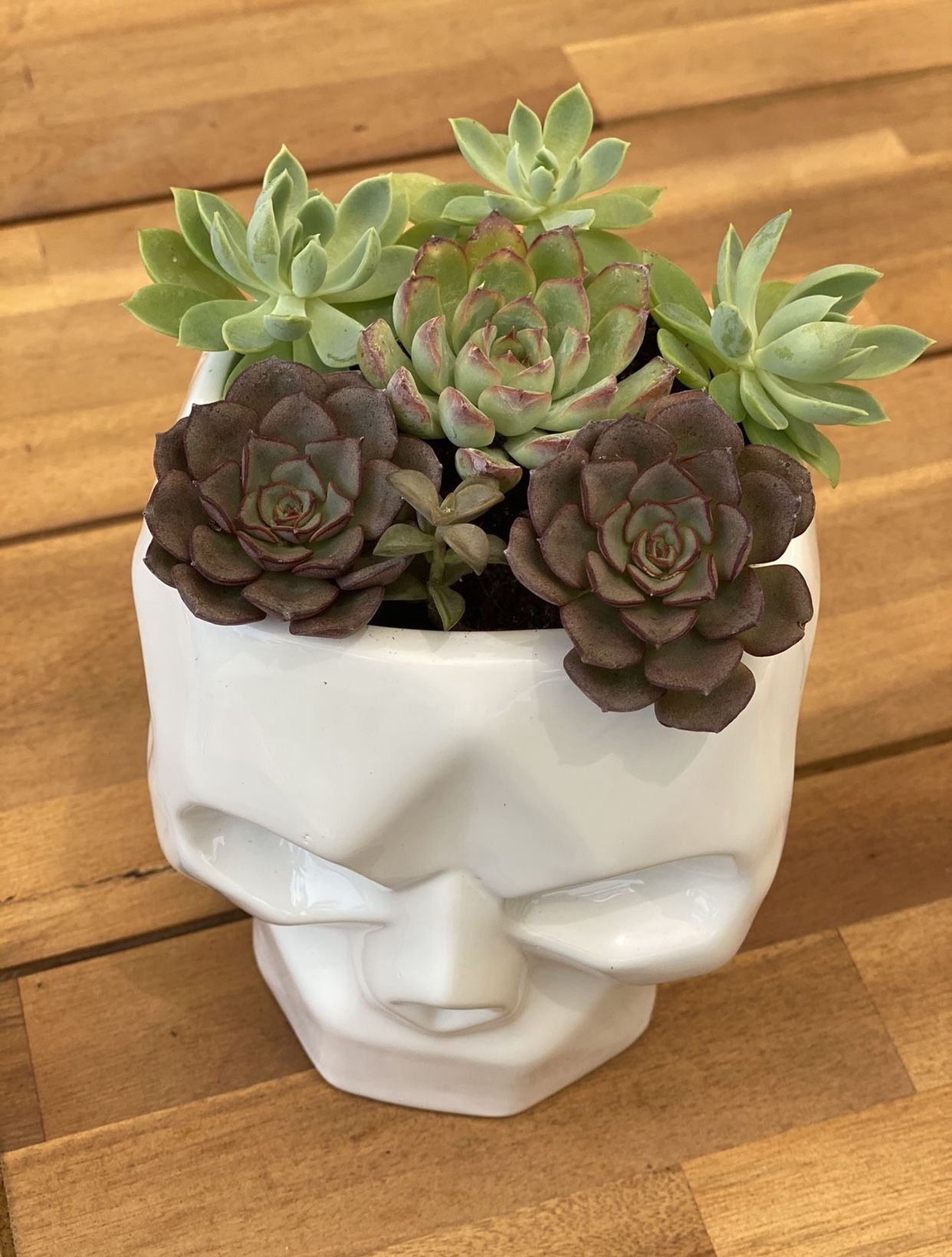 Skull Succulent arrangement - Halloween