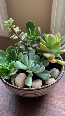 Succulents in beige brown ceramic bowl