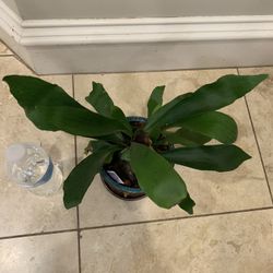 25 Dollar Staghorn Fern Plant 