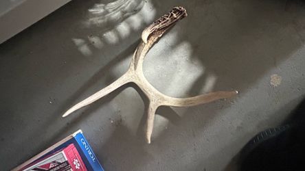 Animal bones