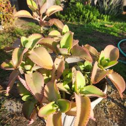Mother Of Thousand Kalanchoe Suculent Plant