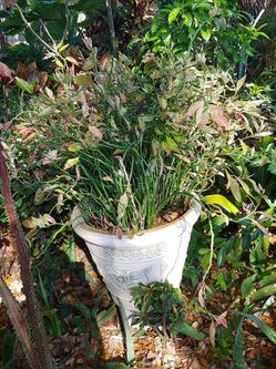 Big Plant