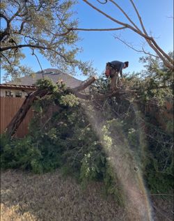 Cheap tree guys