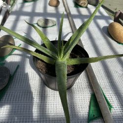 Aloe Vera Barbadensis Plant