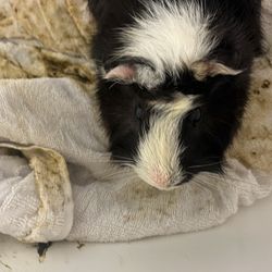 FREE GUINEA NEED GONE 