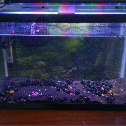 10 Gallon Aquarium Fish Tank 