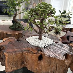 Nelson exotic garden