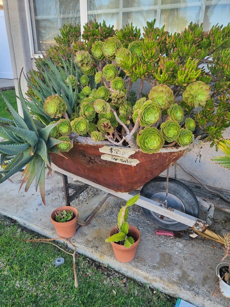 Plants!