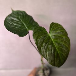 Philodendron Plowmanii (RARE)