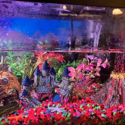 10 Gallon Fish tank With One Dalmatian Molly Fish And Snails