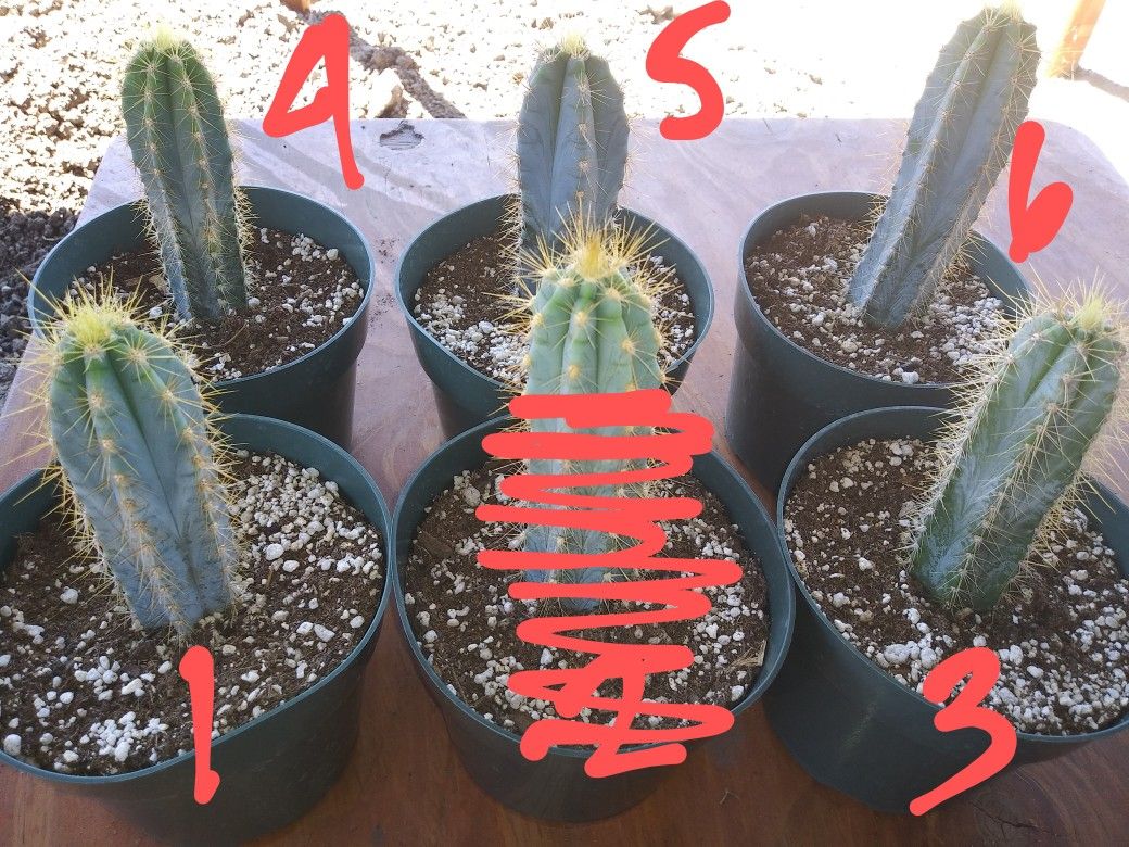 6" Blue Torch Cactus