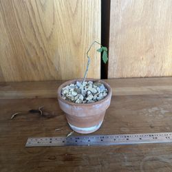 plant - bursera fagaroides