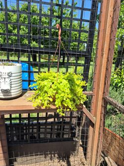 Perennial plant