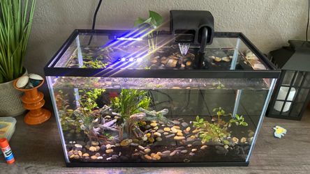 10 gallon fish tank