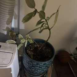 Nice Plants. Must Go. 20 Each 