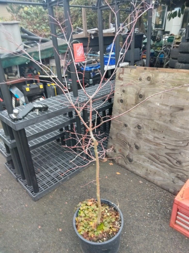 Maple Tree $ 50
