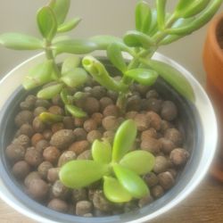 JADE PLANT WITH DRAINAGE STONES POTTING.