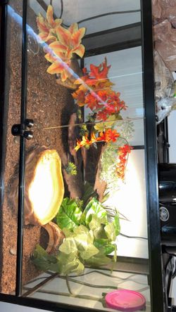 40 gallon tank every thing including lights heating pad