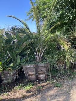 Palms!!