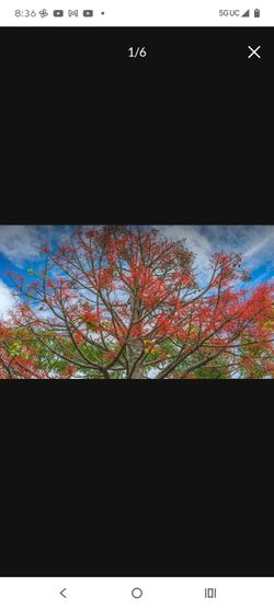 Australian Flame Tree