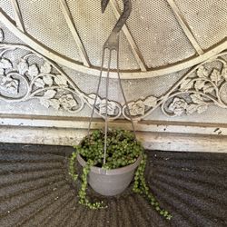 Hanging Plant Flower 
