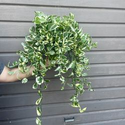 6” enjoy pothos