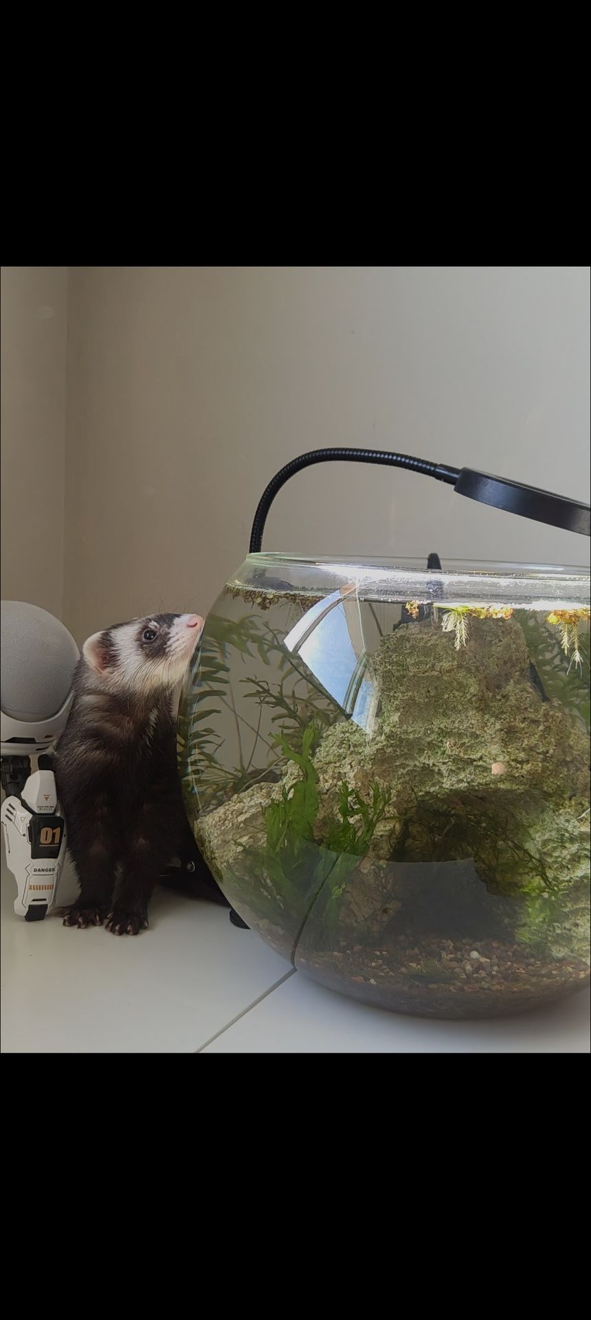 Fish Tank
