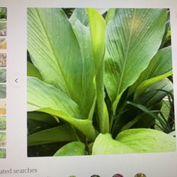 Medicinal Tea Leaves