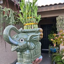 Large Lucky Bamboos Arrangement $38