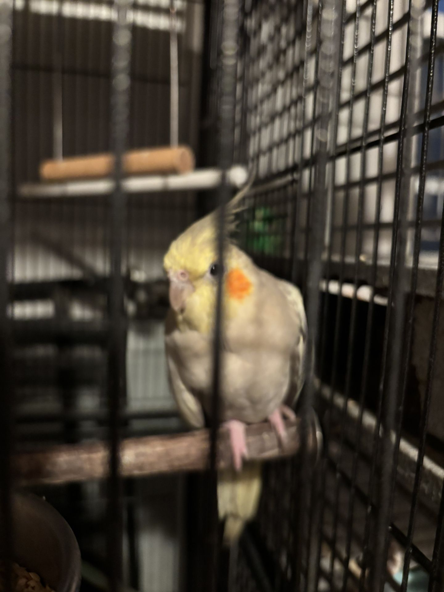 Bird Cage