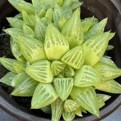 Succulents Plants 4”pot